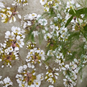 PAPEL PINTADO DESIGNERS PORCELAINE FLEUR D ASSAM C