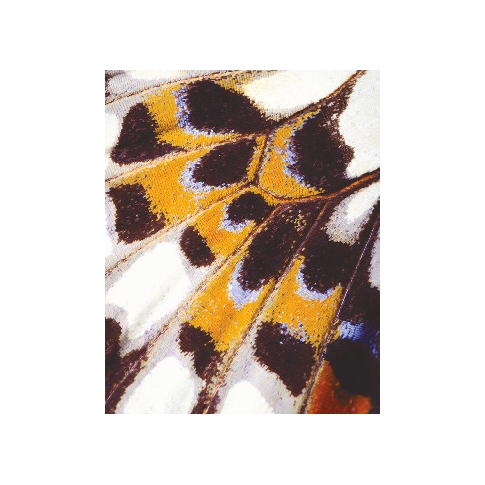 MURAL CASADECO NICARAGUA MARIPOSA-M AM/NEG/BL